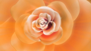 Blooming Orange Flower Loop - Video HD