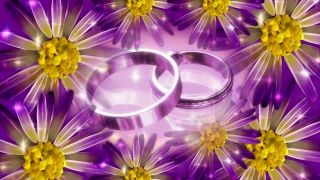 Daisies and Wedding Rings Loop - Video HD