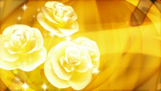 Four White Roses over Gold Loop - Video HD