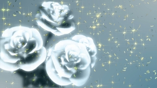 Four White Roses over Silver Loop - Video HD