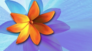 Orange Flower over Blue Loop - Video HD