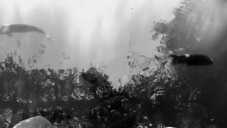 Premium HD Video Clip, HD Stock Footage, Stock Video Clip, Download