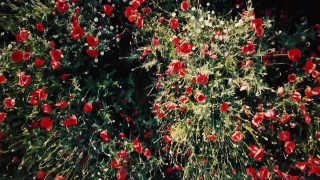 Premium HD Video Clip, HD Stock Footage, Stock Video Clip, Download