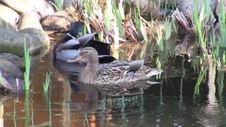 Premium HD Video Clip, HD Stock Footage, Stock Video Clip, Download