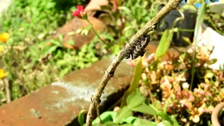 Premium HD Video Clip, HD Stock Footage, Stock Video Clip, Download