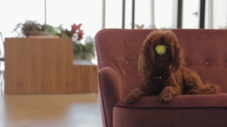 Premium HD Video Clip, HD Stock Footage, Stock Video Clip, Download