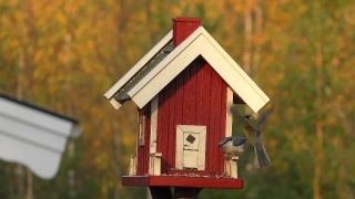 Premium HD Video Clip, HD Stock Footage, Stock Video Clip, Download