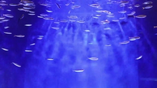 Premium HD Video Clip, HD Stock Footage, Stock Video Clip, Download