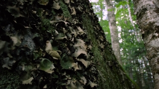 Premium HD Video Clip, HD Stock Footage, Stock Video Clip, Download