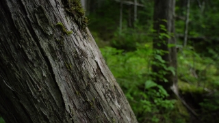 Premium HD Video Clip, HD Stock Footage, Stock Video Clip, Download