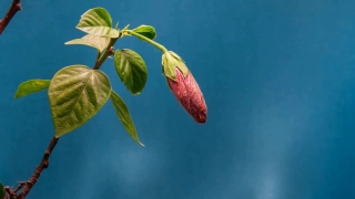 Premium HD Video Clip, HD Stock Footage, Stock Video Clip, Download