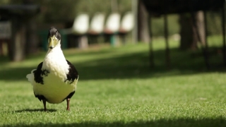 Premium HD Video Clip, HD Stock Footage, Stock Video Clip, Download