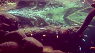 Premium HD Video Clip, HD Stock Footage, Stock Video Clip, Download