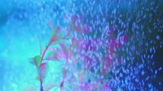 Premium HD Video Clip, HD Stock Footage, Stock Video Clip, Download