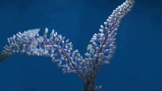 Premium HD Video Clip, HD Stock Footage, Stock Video Clip, Download