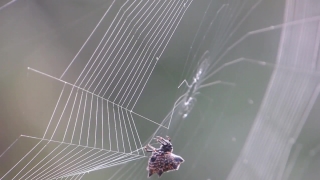 Premium HD Video Clip, HD Stock Footage, Stock Video Clip, Download