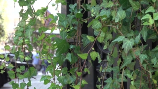 Premium HD Video Clip, HD Stock Footage, Stock Video Clip, Download