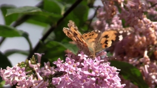 Premium HD Video Clip, HD Stock Footage, Stock Video Clip, Download