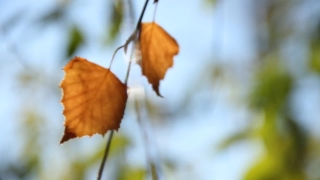Premium HD Video Clip, HD Stock Footage, Stock Video Clip, Download