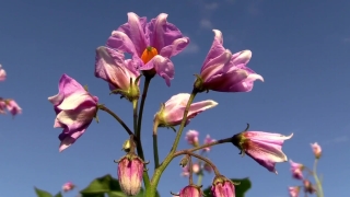 Premium HD Video Clip, HD Stock Footage, Stock Video Clip, Download