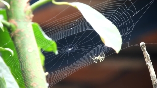 Premium HD Video Clip, HD Stock Footage, Stock Video Clip, Download