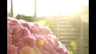 Premium HD Video Clip, HD Stock Footage, Stock Video Clip, Download