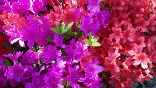 Premium HD Video Clip, HD Stock Footage, Stock Video Clip, Download