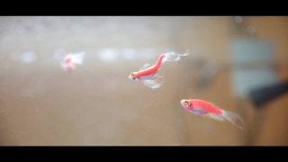 Premium HD Video Clip, HD Stock Footage, Stock Video Clip, Download
