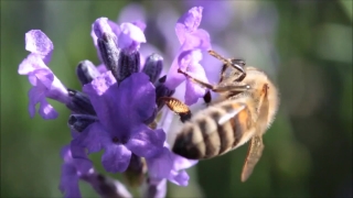 Premium HD Video Clip, HD Stock Footage, Stock Video Clip, Download
