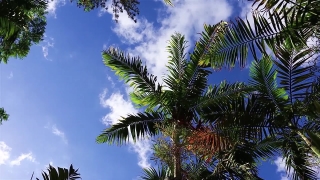 Premium HD Video Clip, HD Stock Footage, Stock Video Clip, Download