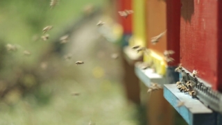 Premium HD Video Clip, HD Stock Footage, Stock Video Clip, Download