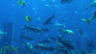 Premium HD Video Clip, HD Stock Footage, Stock Video Clip, Download