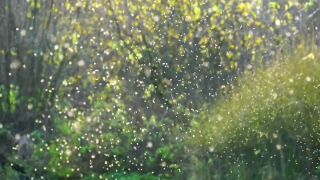 Premium HD Video Clip, HD Stock Footage, Stock Video Clip, Download