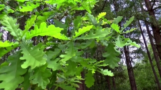Premium HD Video Clip, HD Stock Footage, Stock Video Clip, Download