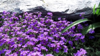Premium HD Video Clip, HD Stock Footage, Stock Video Clip, Download