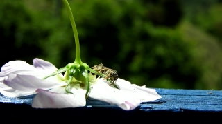 Premium HD Video Clip, HD Stock Footage, Stock Video Clip, Download