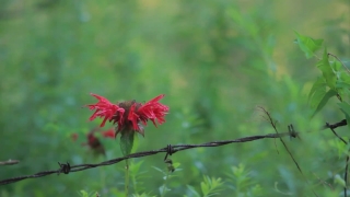Premium HD Video Clip, HD Stock Footage, Stock Video Clip, Download