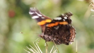 Premium HD Video Clip, HD Stock Footage, Stock Video Clip, Download