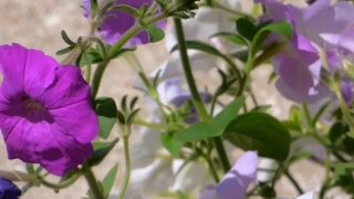 Premium HD Video Clip, HD Stock Footage, Stock Video Clip, Download