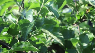 Premium HD Video Clip, HD Stock Footage, Stock Video Clip, Download