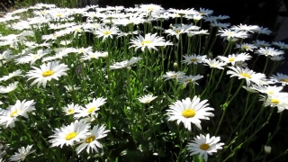 Premium HD Video Clip, HD Stock Footage, Stock Video Clip, Download