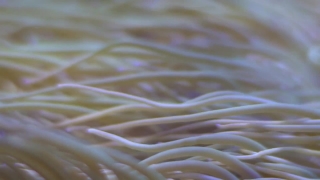 Premium HD Video Clip, HD Stock Footage, Stock Video Clip, Download