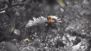 Premium HD Video Clip, HD Stock Footage, Stock Video Clip, Download