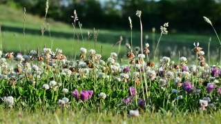 Premium HD Video Clip, HD Stock Footage, Stock Video Clip, Download