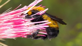 Premium HD Video Clip, HD Stock Footage, Stock Video Clip, Download