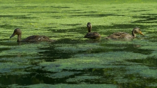 Premium HD Video Clip, HD Stock Footage, Stock Video Clip, Download