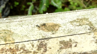 Premium HD Video Clip, HD Stock Footage, Stock Video Clip, Download