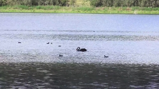 Premium HD Video Clip, HD Stock Footage, Stock Video Clip, Download
