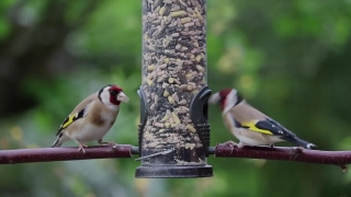 Premium HD Video Clip, HD Stock Footage, Stock Video Clip, Download
