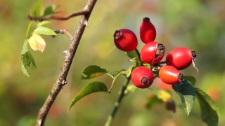 Premium HD Video Clip, HD Stock Footage, Stock Video Clip, Download